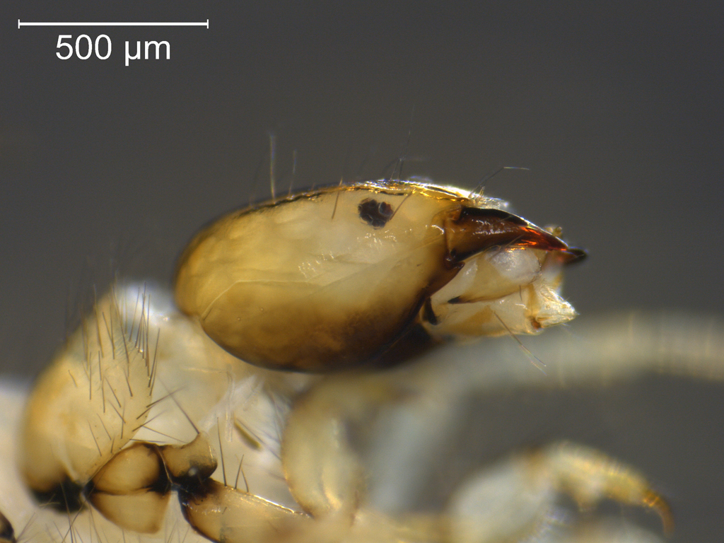 Athripsodes albifrons 1